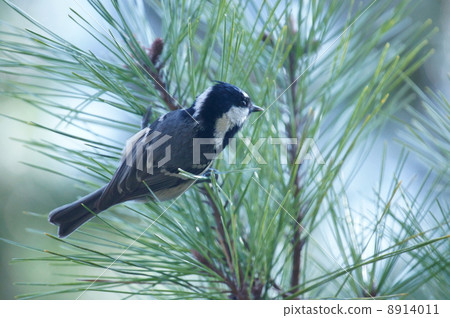 You can stop on a pine needle from a small snake of Hinagara Higara. You can stop on a pine needle from a small snake of Hinagara Higara. 8914011