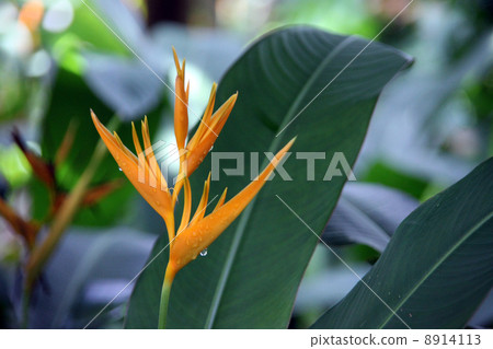 Heliconia Heliconia 8914113