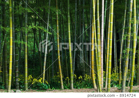 大吳風草 8914724
