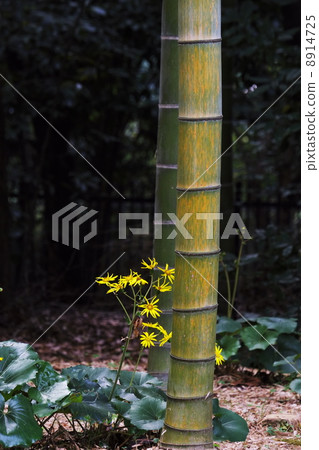 大吳風草 8914725