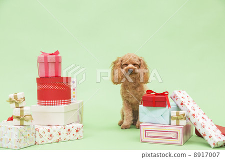 Present box and toy poodle 8917007