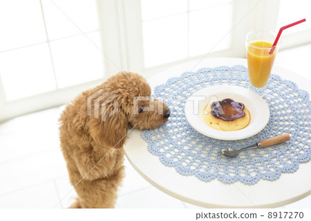Toy poodle watching pudding on the table 8917270