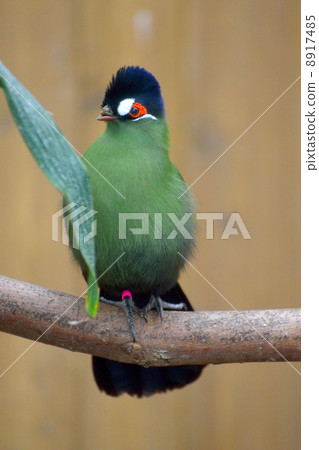 Owan Eboshidori 8917485