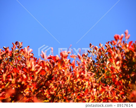 葉子長大在天空中 8917614