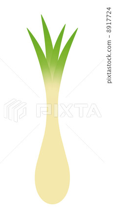 shallot 8917724