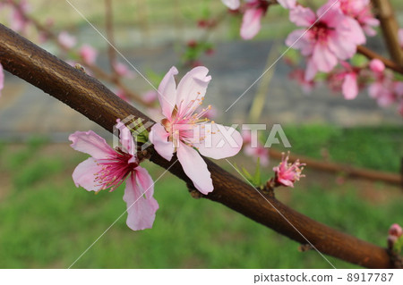 Peach blossoms Peach blossoms 8917787