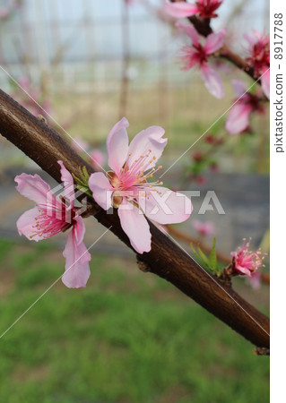 桃花 桃花 8917788