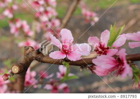 Peach blossoms Peach blossoms 8917793