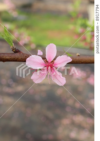  桃花 8917794