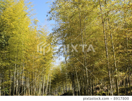 Autumn color bamboo grove Autumn color bamboo grove 8917800
