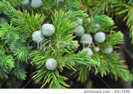 Hihyakakin fruit Hihyakakin fruit 8917996