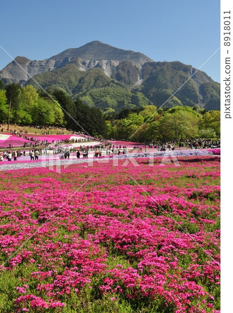 Shibaura flower Shibaura flower 8918011