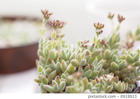 Succulent plant remoter Succulent plant remoter 8918023