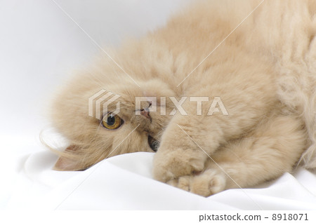 Cat portrait 8918071