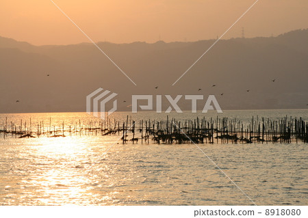 Sunset bird Lake Biwa 8918080