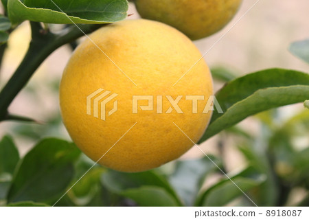 Fruit of the fish 8918087