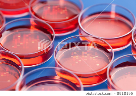 Petri dishes with samples for DNA sequencing Petri dishes with samples for DNA sequencing 8918196