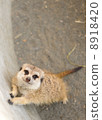 meerkat  8918420