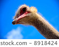 Ostrich 8918424