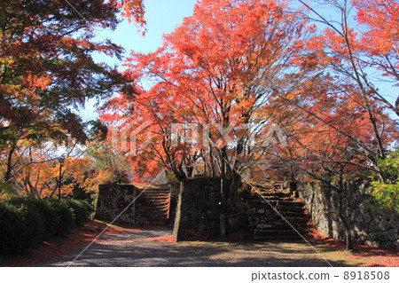 Autumn leaves of Oka castle ruins 8918508