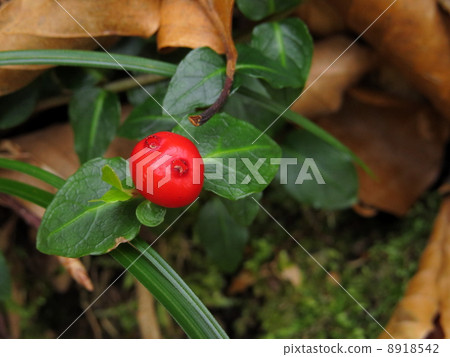 Akamono水果 8918542