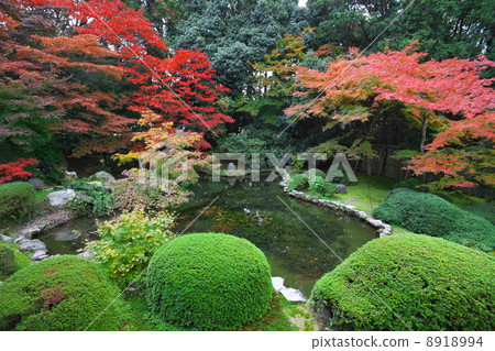 秋天死亡中心君主制 秋天死亡中心君主制 8918994