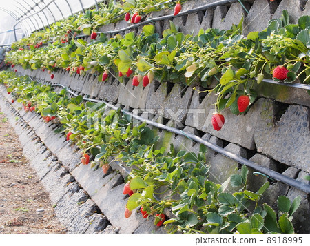 Ishigaki Ichigo 8918995