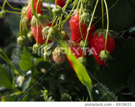 Strawberry picking Strawberry picking 8919031