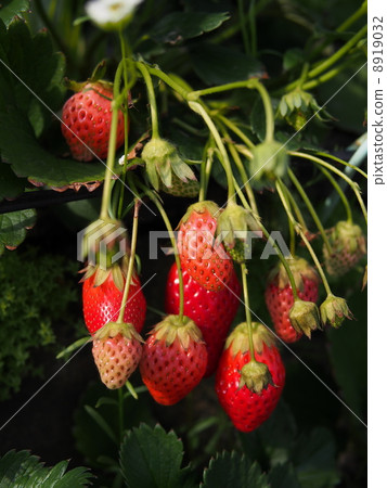 Strawberry picking Strawberry picking 8919032