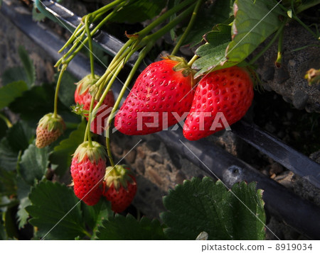 Strawberry picking Strawberry picking 8919034