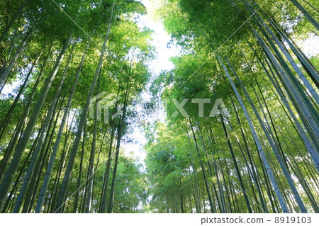 在京都的竹林 8919103