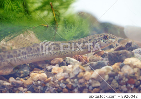 Loose · Waist upper part Loose · Waist upper part 8920042