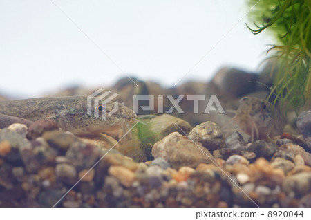 面對泥鰍 面對泥鰍 8920044