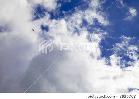 藍天和雲彩和鳥圖像 藍天和雲彩和鳥圖像 8920708