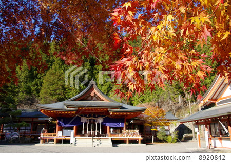 金櫻神社(山梨縣甲府市)的秋葉 金櫻神社(山梨縣甲府市)的秋葉 8920842