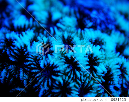 Coral 1 Coral 1 8921323