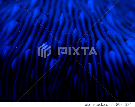 Coral 2 Coral 2 8921324