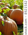 pumpkin 8921582