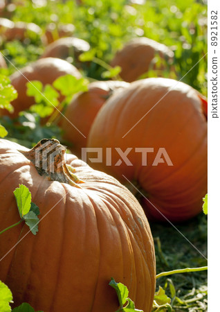 pumpkin pumpkin 8921582