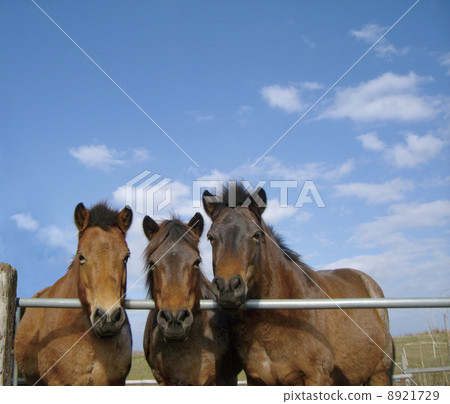 很多 很多 8921729