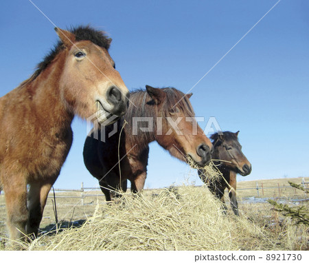 很多 很多 8921730