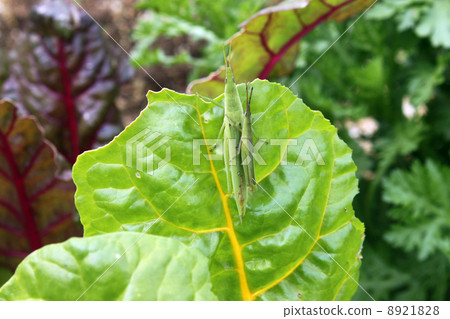 Lettuce and onion butter 8921828