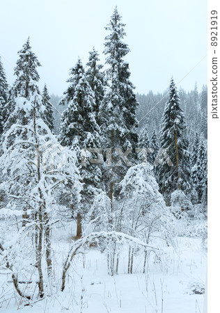 Winter mountain landscape (Austria, Tirol). Winter mountain landscape (Austria, Tirol). 8921919