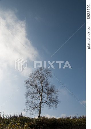 Blue sky and birch 8922791
