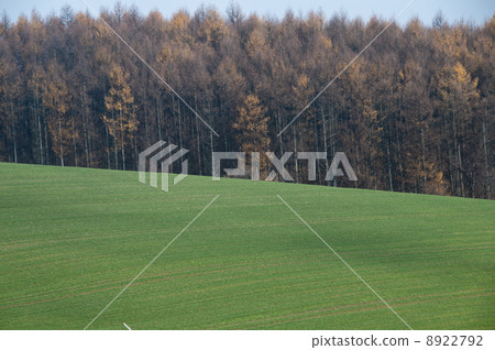 Prairie and larch forest 8922792