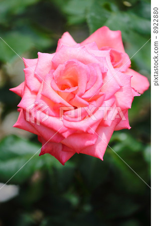 rose rose 8922880