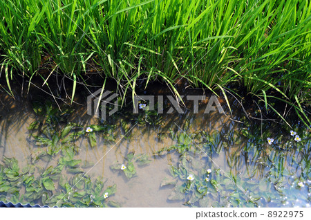 Rice paddies in rice field 8922975