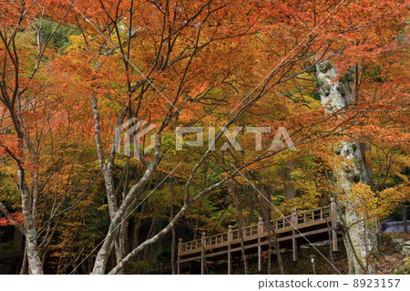 From the approach of Jingoji Temple From the approach of Jingoji Temple 8923157