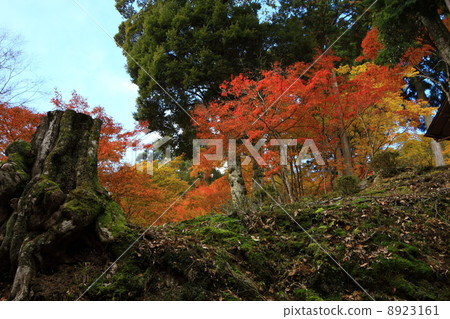 From the approach of Jingoji Temple From the approach of Jingoji Temple 8923161