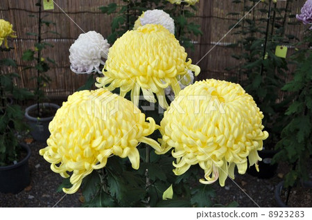 Kameido Tenjin Kikuhana Exhibition Kameido Tenjin Kikuhana Exhibition 8923283